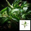 Anubias Glabra - Bare Root