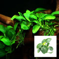 Anubias Nana Bare Root