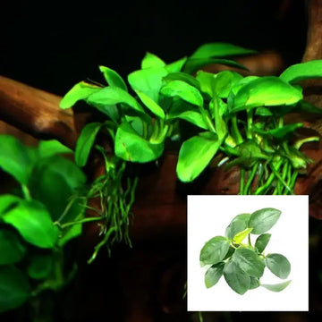 Anubias Nana Bare Root
