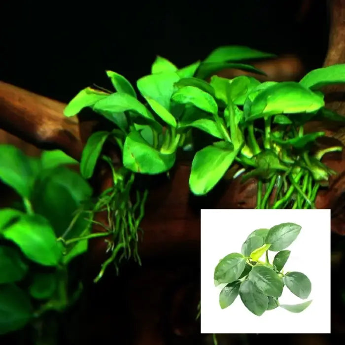 Anubias Nana Bare Root