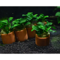 Anubias Nana Petite Terracotta