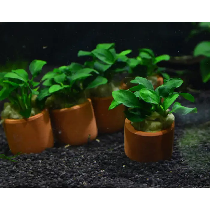 Anubias Nana Petite Terracotta