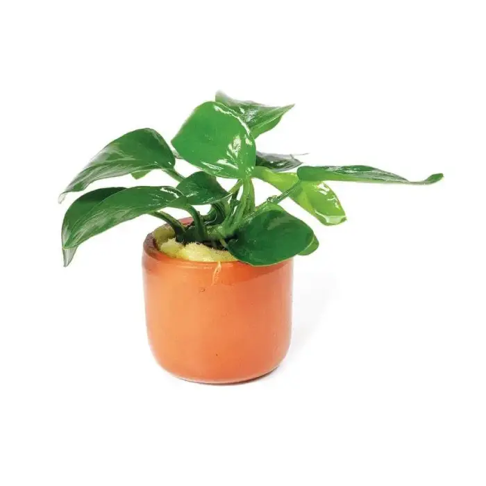 Anubias Nana Terra Cotta Pot