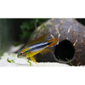 Apistogramma Agassizii White Seam 3/4cm