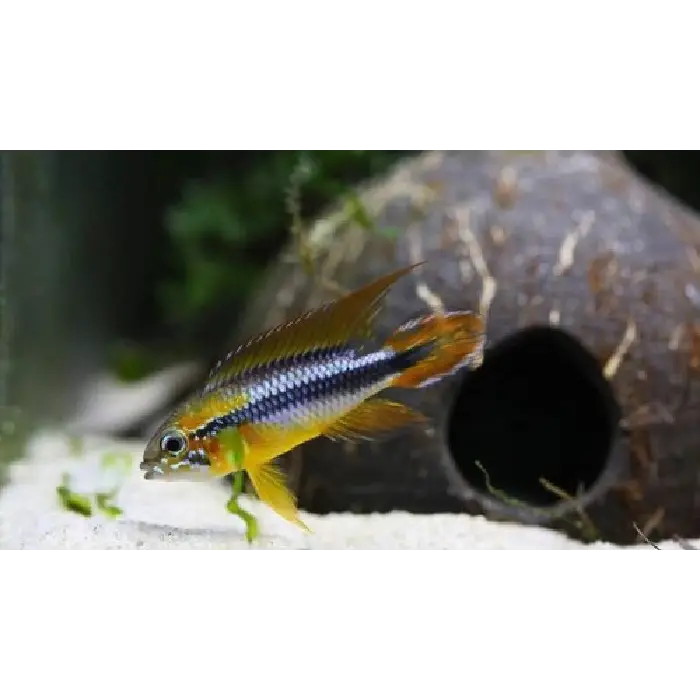 Apistogramma Agassizii White Seam 3/4cm