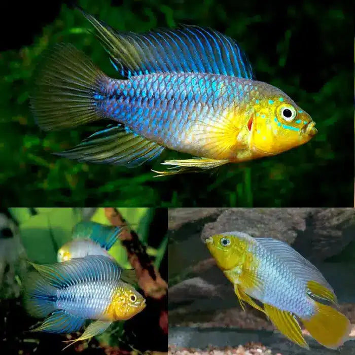 Apistogramma Borellii Opal 3-3.5cm