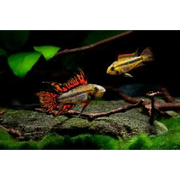 Apistogramma Cacatuoides Super Red 3/4cm
