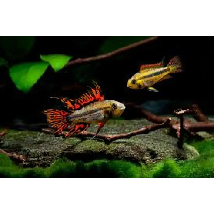 Apistogramma Cacatuoides Super Red 3/4cm