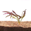 Aponogeton Crispus Red