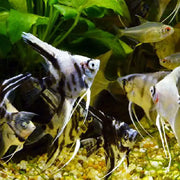 Assorted Angelfish 7cm