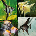 Assorted Angelfish 7cm