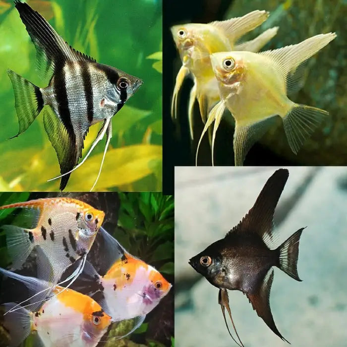Assorted Angelfish 7cm