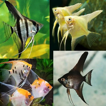 Assorted Angelfish 7cm