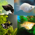 Assorted Balloon Molly