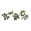 Assorted Bucephalandra - Small