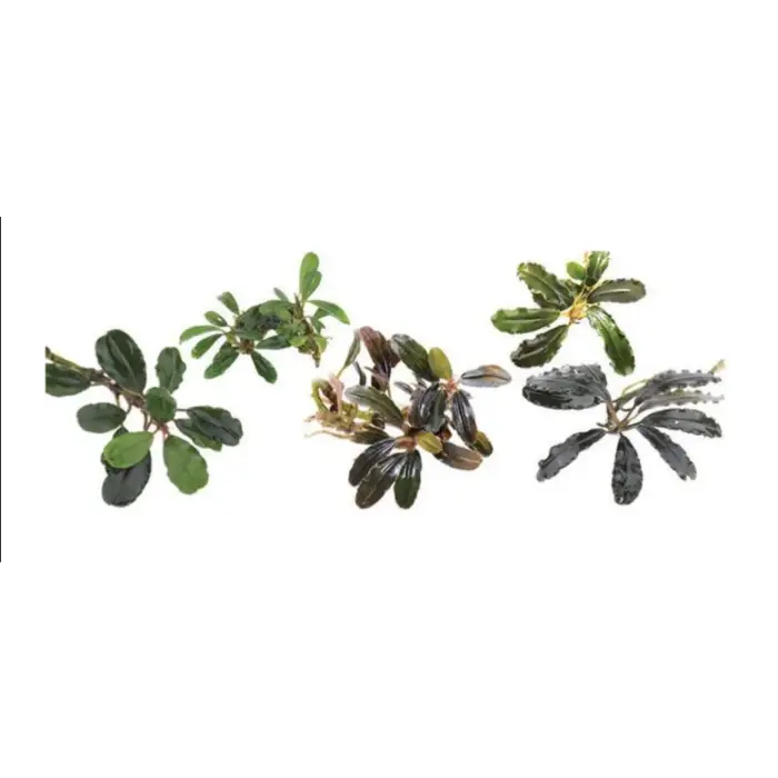 Assorted Bucephalandra - Small