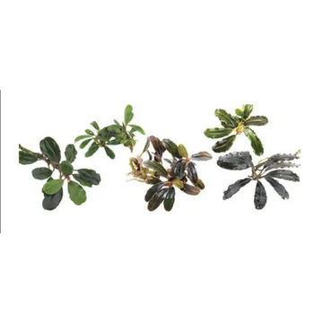 Assorted Bucephalandra - Small