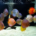 Assorted Malysian Discus 12cm
