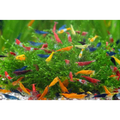 Assorted Mixed Shrimp (coloured & uncoloured)