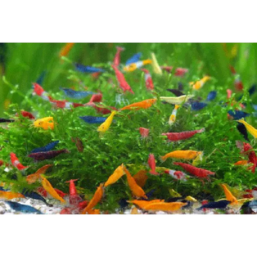 Assorted Mixed Shrimp (coloured & uncoloured)