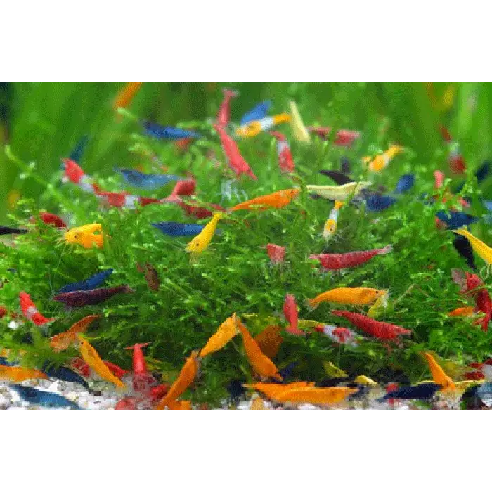 Assorted Mixed Shrimp (coloured & uncoloured)