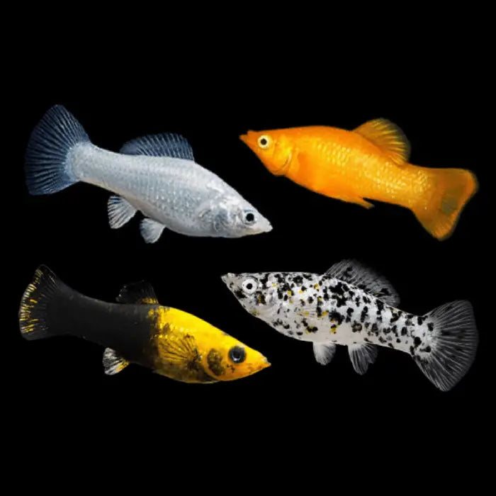 Assorted Molly 5cm