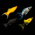 Assorted Lyretail molly 4cm