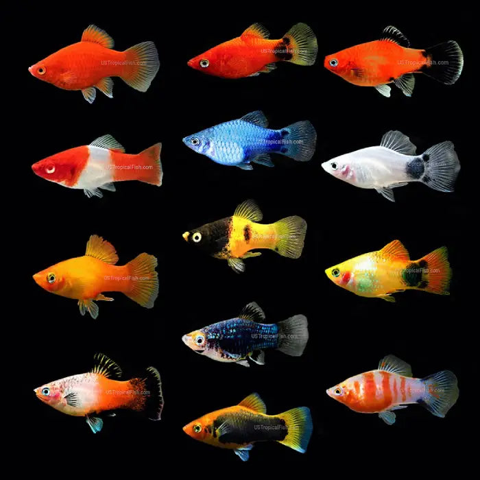 Assorted Platy 4cm