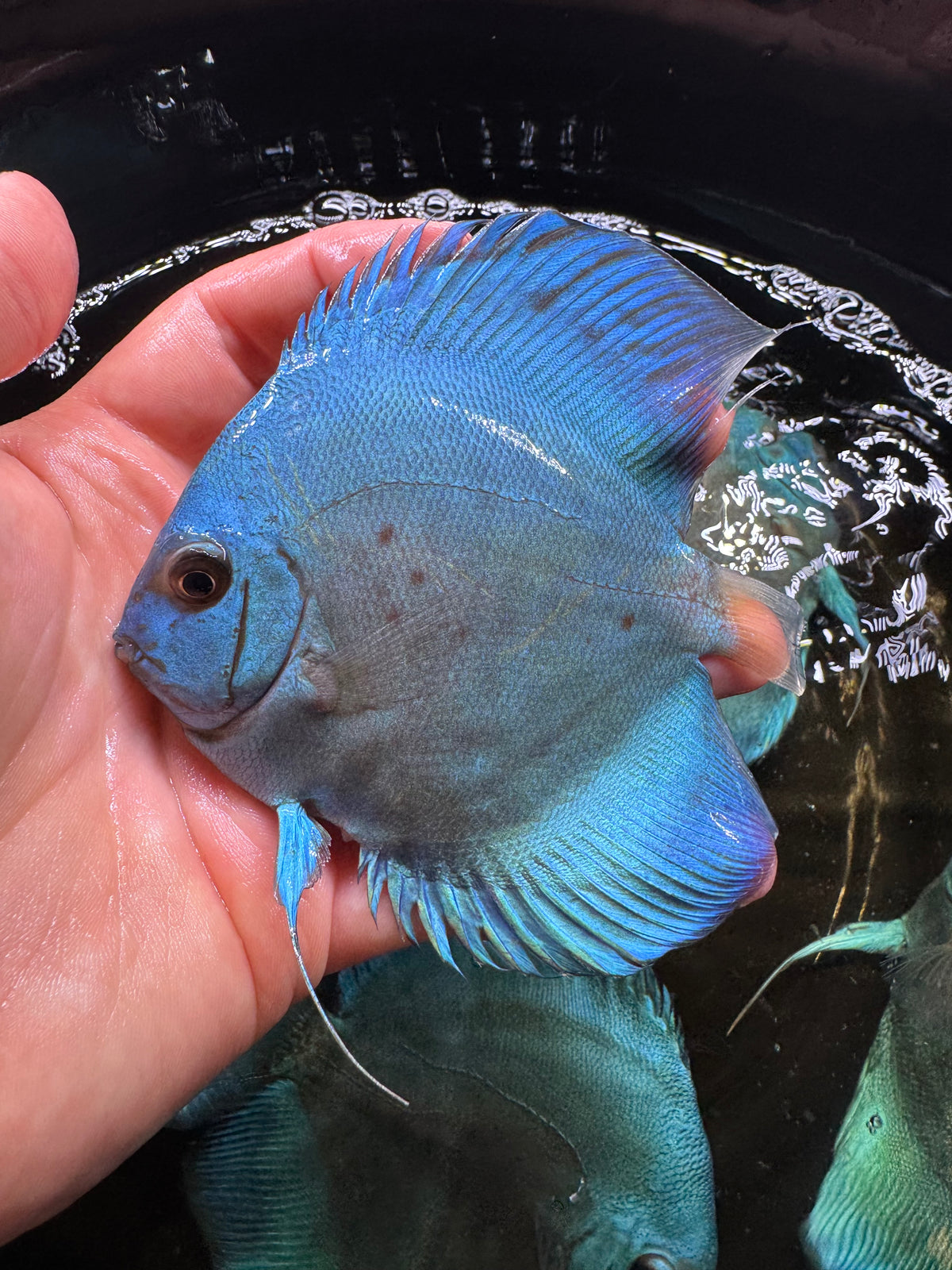 Blue Discus 10cm