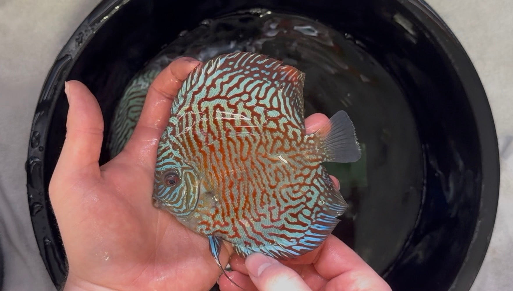 Tiger Turquoise 10cm