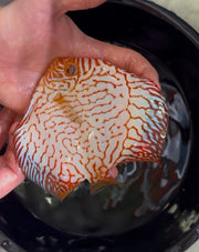 Red Checkerboard Discus 12cm