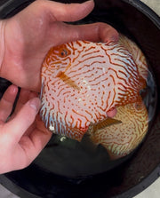 Red Checkerboard Discus 12cm