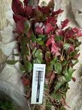 Ludwigia Repens Rubin Bunch
