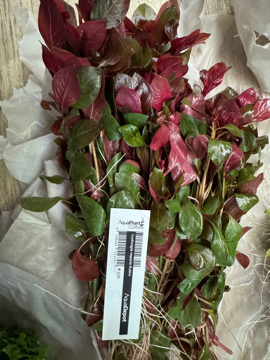 Ludwigia Repens Rubin Bunch