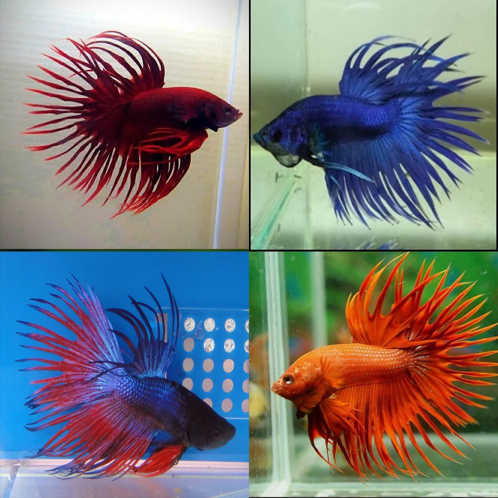 Assorted Crowntail Male Bettas