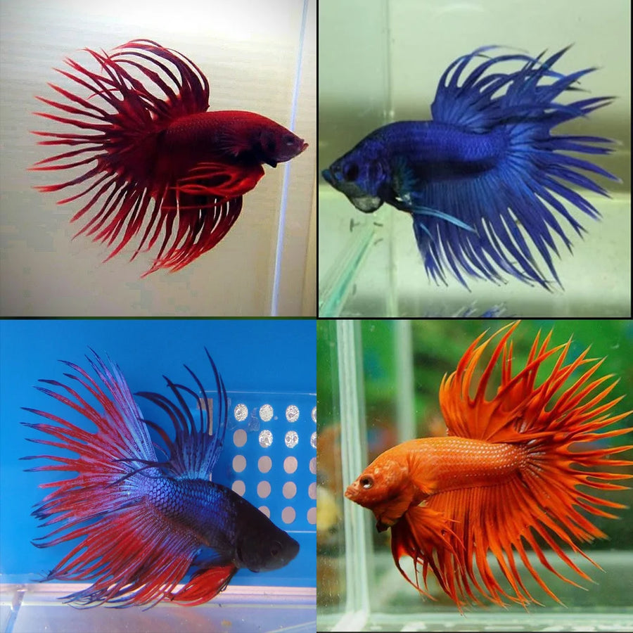 Assorted Crowntail Male Bettas