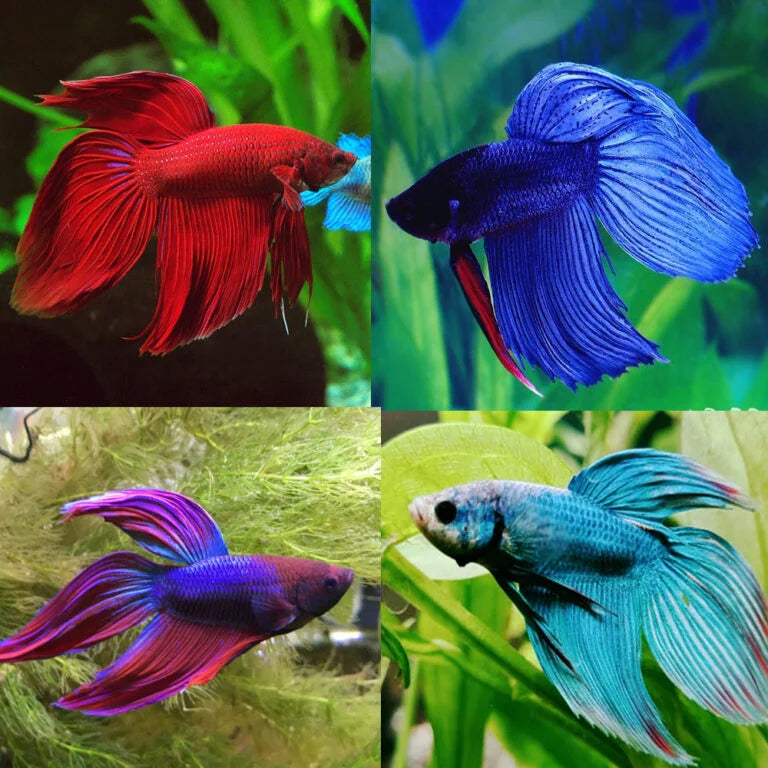 Assorted Veil Tail Male Betta 