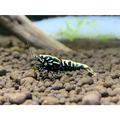 Black BOA Shrimp