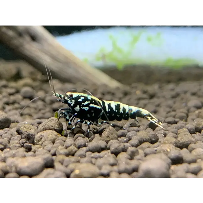 Black BOA Shrimp