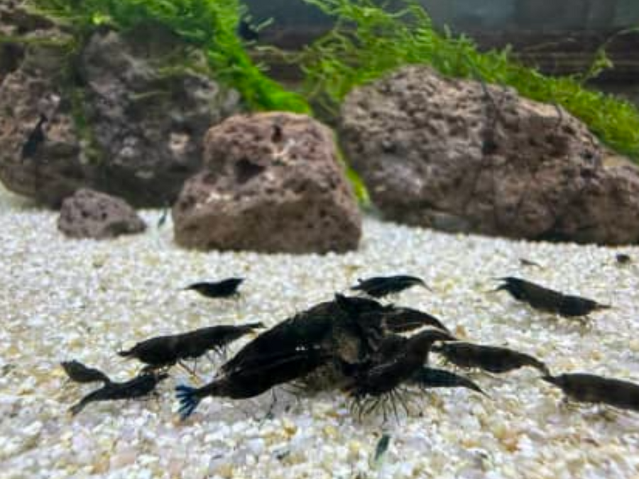 Black Rose Cherry Shrimp