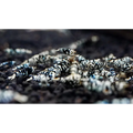 Black Fancy Tiger Shrimp