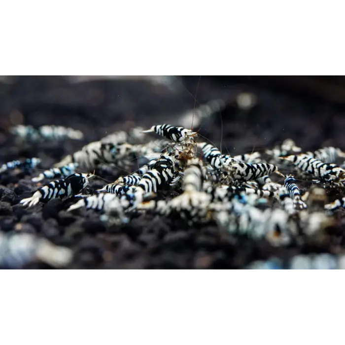 Black Fancy Tiger Shrimp
