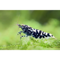 Black Galaxy Tiger