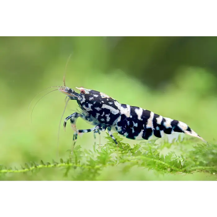 Black Galaxy Tiger