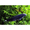 Black Ghost Knife 15/18cm