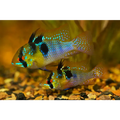 German Blue Ram 3/3.5cm
