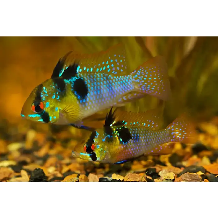 German Blue Ram 3/3.5cm