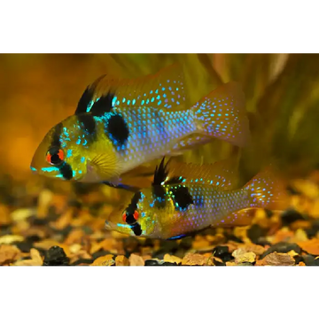 German Blue Ram 3/3.5cm
