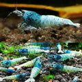 Blue Steel Shrimp