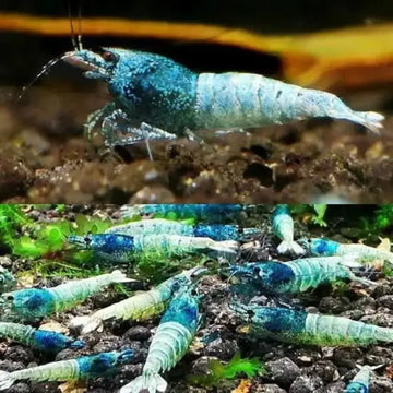 Blue Steel Shrimp